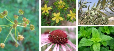 virattack compound plants